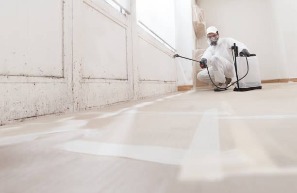 Black mold remediation team in Addison